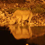 Beleuchtetes Wasserloch mit Nashorn