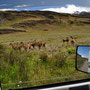 Guanacos - Safari in Chile