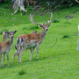 Wildpark Untertauern