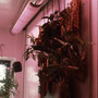 Indoor grow lighting in 6" aluminum housings for hanging orchid wall, Central Park West, NYC