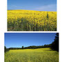 We planted (3) lots for a total of 14 acres with Canola and achieved a decent harvest.