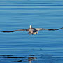 Pelikan (Foto: Werner Huhn)