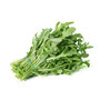 Rucola