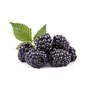 Brombeeren