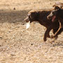 Pelé (7 meses) jugando con Tula (8 meses)