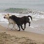 Toffe (9 meses) y Lola jugando en la playa
