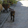 Pelé con 8 meses