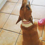 Minibulli "Pepper" mit ihrem rosa Eistütenhalsband- entzückend!