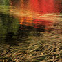 「水面の秋」松田：水草と紅葉を写した白駒池の水面です。