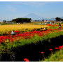熊野(進)：「小出川に咲く彼岸花」組写真にしました。富士山も見えていて、良い一日を過ごせました。（昨年9月20日撮影）