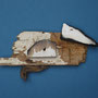 Slapende eend 26x14cm