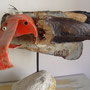 Jonge meeuw 55x20x30cm