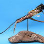 Hagedis scultuur (staand) 70x46x26cm