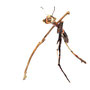 Insect 45x45x60cm 