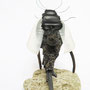 Futuristisch Insect 25x25x15cm 
