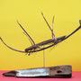 Insect op de rug 50x35x15cm 