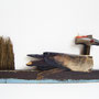 Rietkraag 60x25cm