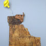 Hond op duin 50x40cm