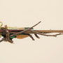 Leguaan(hangend) 105x45x35cm