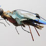 Frits 50x25x15cm 