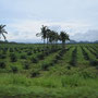 auch in thailand muss der dschungel den palmölplantage weichen