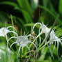 spinnenlilie