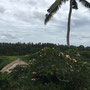 the-elefant-ubud-aussicht