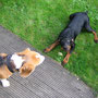 Hundebesuch, 2007