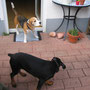 Luzifer und Dobermannwelpe 2007