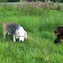Die Gang im Feld, 15.8.2014