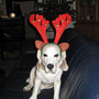 Weihnachtsbeagle, 2013