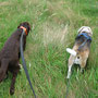 Die Gang im Feld, 2014