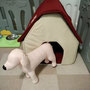 ワンちゃんの日中お預かり（小型犬のみ）