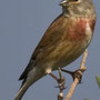   Linotte mélodieuse