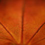 Copyright © 2011