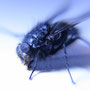 Copyright © 2010
