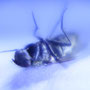 Copyright © 2010