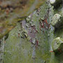 rost_08