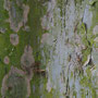 rost_07