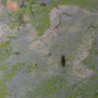rost_01