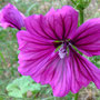 Garten-Malve  (Malva mauritiana)