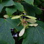 Die Natur hat es vorgemacht: Propeller