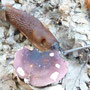 Schnecke frisst an Braunem Lederträubling (Russula integra)[