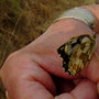 Schachbrett, Melanargia galathea.  Schmetterlinge sind Mineralstoffsauger, der Schweiß des Fingers hat ihn angelockt.