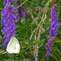 Vogel-Wicke mit Besucher ("Kleiner Kohlweißling")