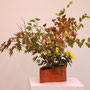 K. Tabuki: Ahorn, Viburnum opulus, Japanspiere,  Blattbegonien (begonia rex) Chrysanthemen