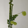 A. Sandl: Glücksbambus, Ballonpflanze (Gomphocarpus), Blätter