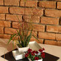 H. Eger: Chinaschilf (Miscanthus), Chrysanthemen