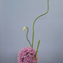 A. Denig: Allium, Knoblauch