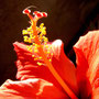 Hibiscus rouge